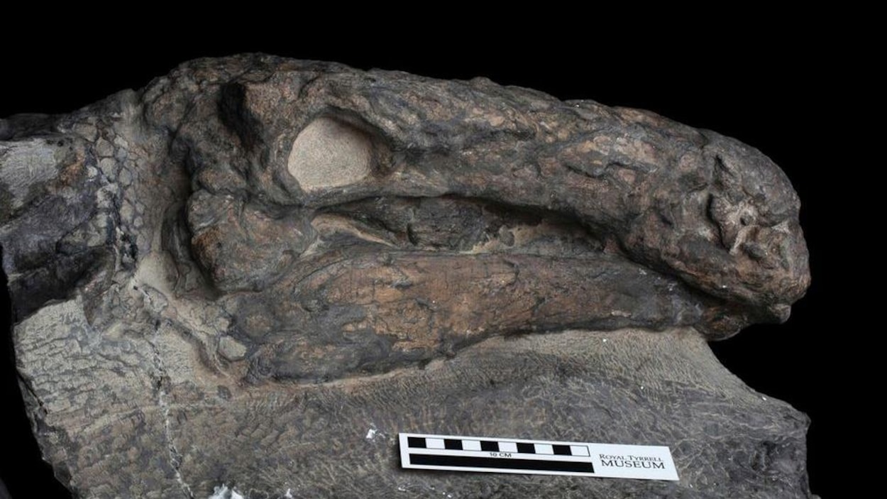 La tête du spécimen de Borealopelta markmitchelli découvert en Alberta. La tête du spécimen de Borealopelta markmitchelli découvert en Alberta.