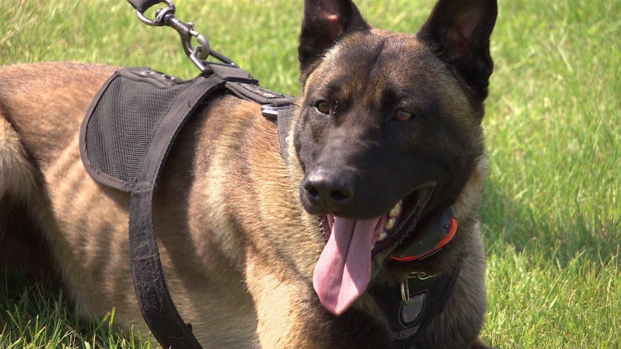 Un chien est tenu en laisse par un harnais. Un chien est tenu en laisse par un harnais.