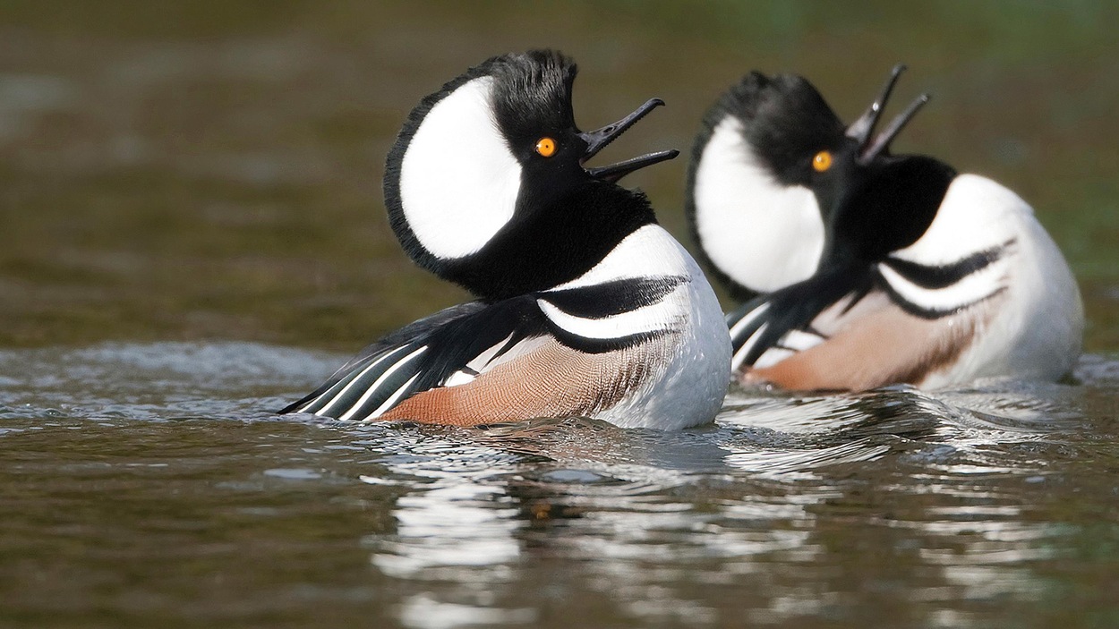 Un couple de Harles couronnés sur l'eau Un couple de Harles couronnés sur l'eau