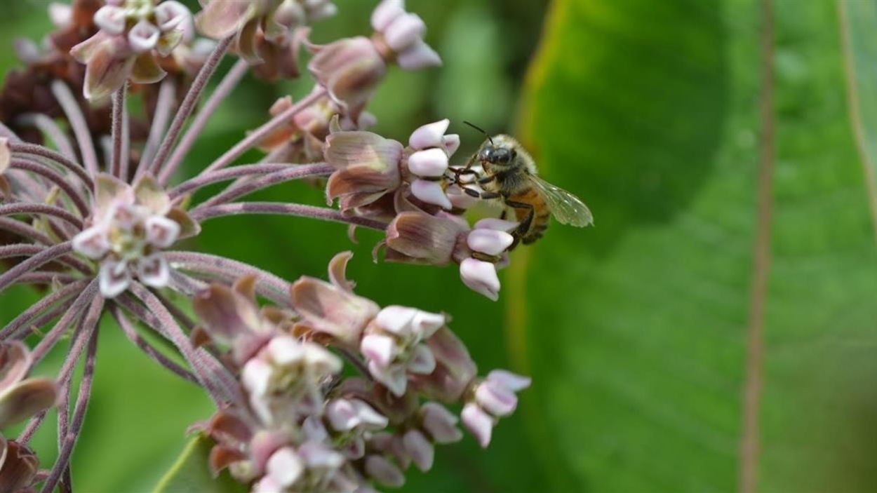 Une fleur d’asclépiade sur laquelle un insecte pollinisateur s’est posé Une fleur d’asclépiade sur laquelle un insecte pollinisateur s’est posé