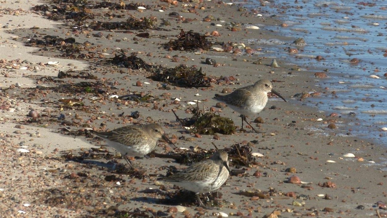 Des oiseaux de la famille des limicoles s'alimentent de micro-organismes sur la berge. Des oiseaux de la famille des limicoles s'alimentent de micro-organismes sur la berge.