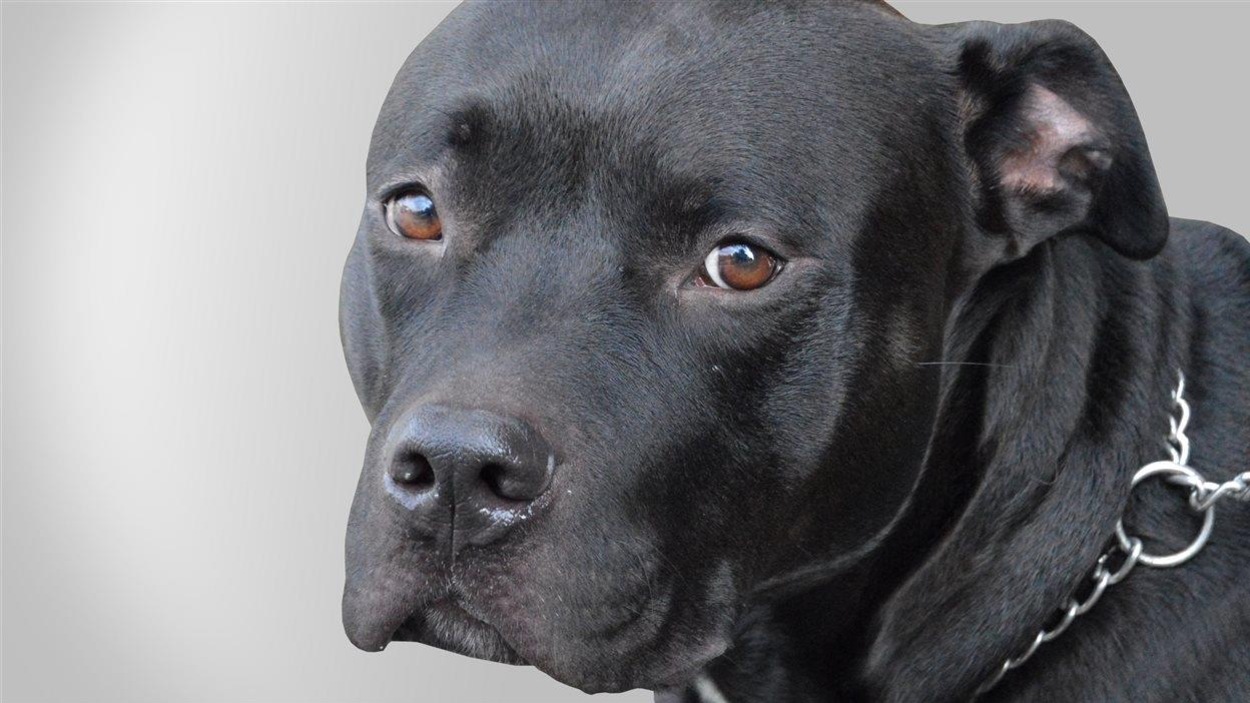 Un pitbull Un pitbull