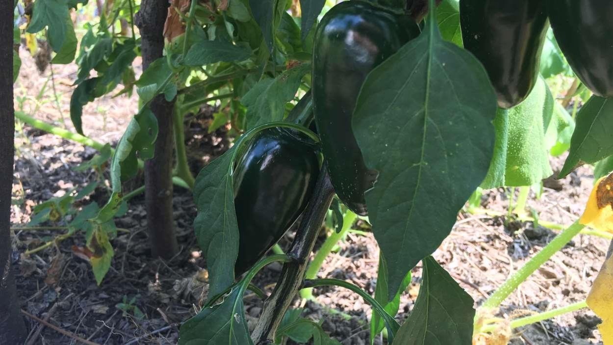 Poivrons en gros plan Poivrons en gros plan