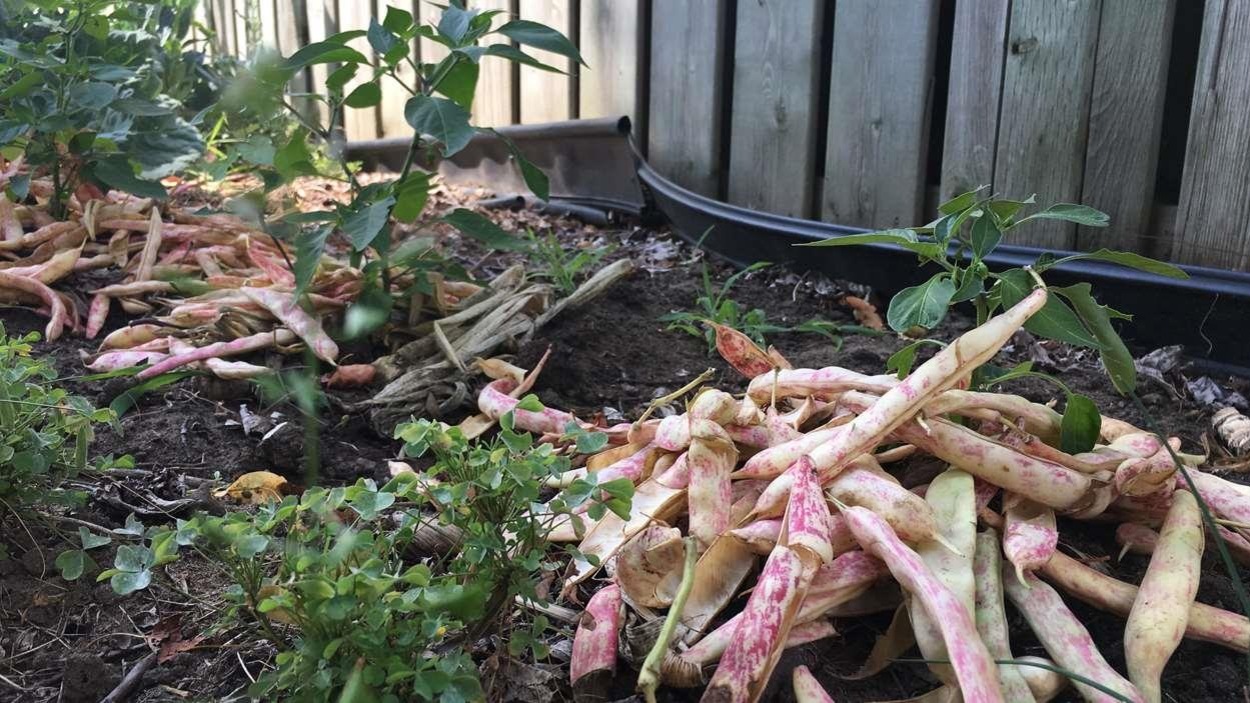 Gros plan sur une plante. Des cosses de haricots jonchent le sol Gros plan sur une plante. Des cosses de haricots jonchent le sol