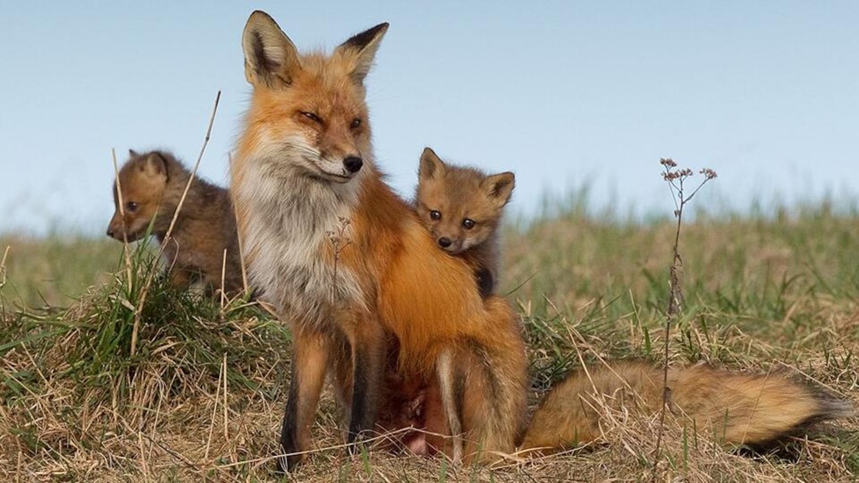 Des renardeaux sont derrière un renard femelle dans un champ. Des renardeaux sont derrière un renard femelle dans un champ.