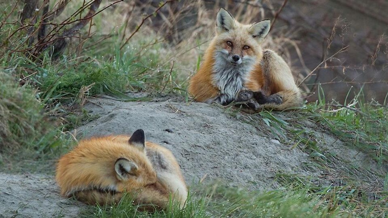 Un couple de renards couché près du terrier où se trouve la portée de renardeaux. Un couple de renards couché près du terrier où se trouve la portée de renardeaux.