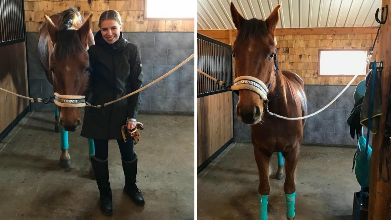 Le cheval dans son écurie avec Rosalie Le cheval dans son écurie avec Rosalie
