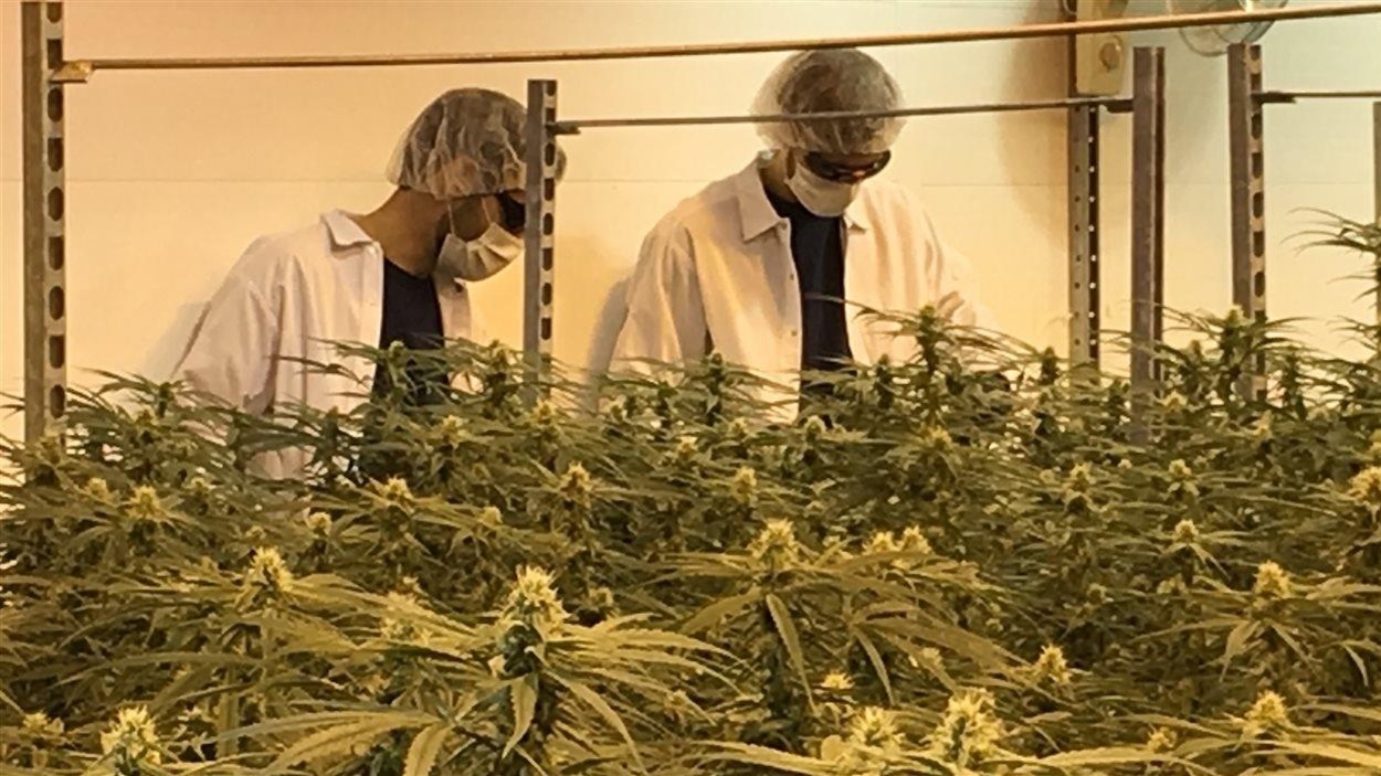 Des employés de Canopy Growth, en Ontario Des employés de Canopy Growth, en Ontario