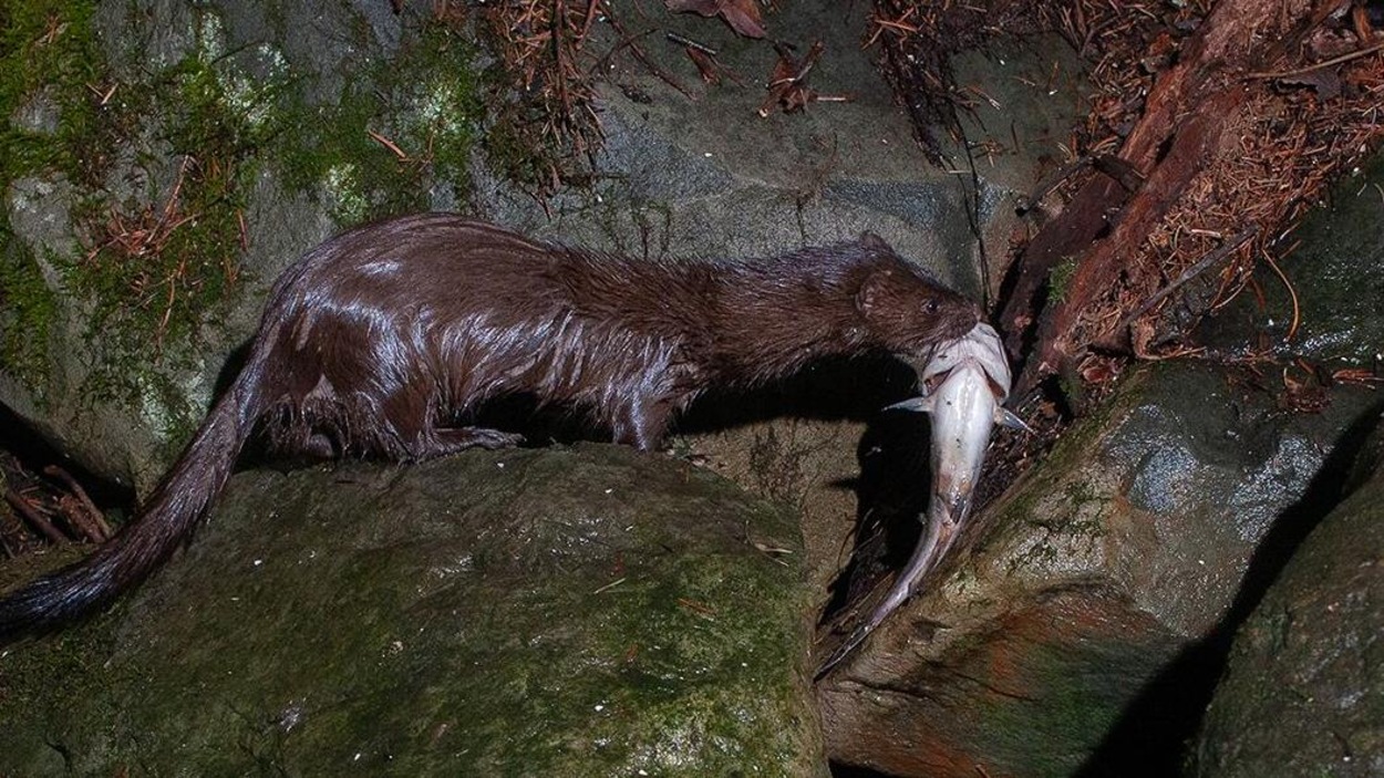 Le vison d'Amérique, au sortir du lac, avec un poisson dans sa gueule. Le vison d'Amérique, au sortir du lac, avec un poisson dans sa gueule.