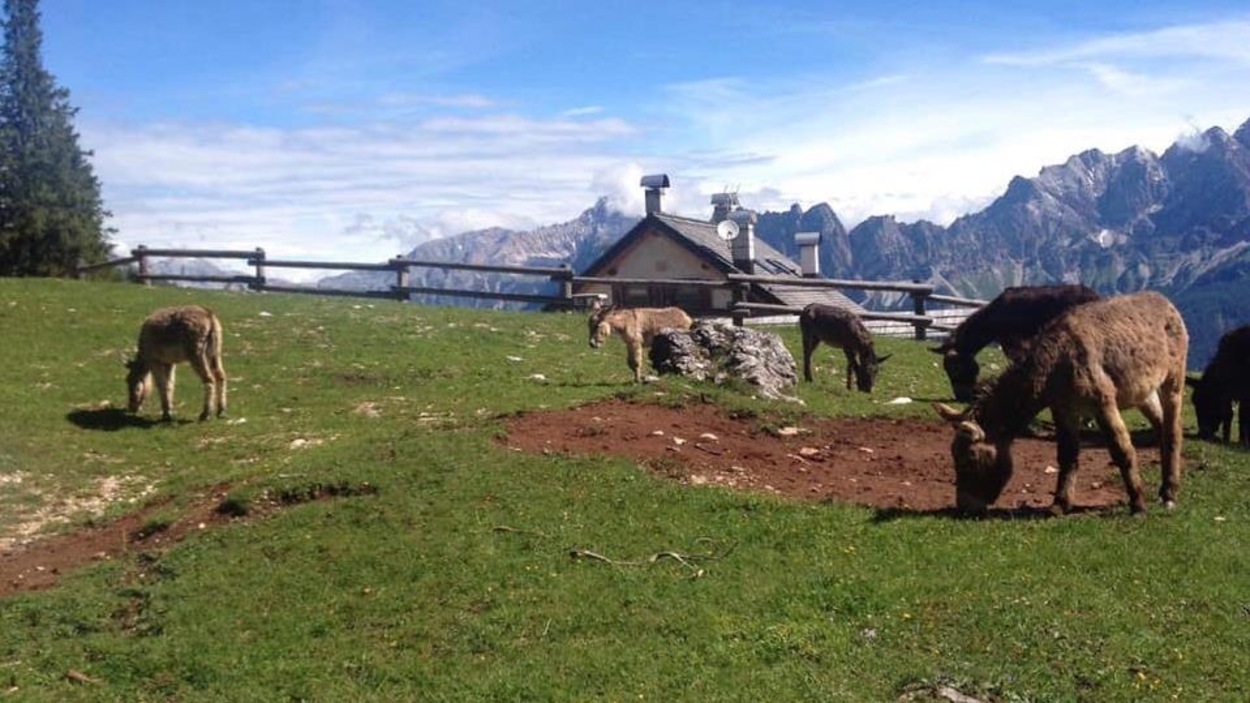 Des ânes qui broutent dans les Dolomites, en Italie. Des ânes qui broutent dans les Dolomites, en Italie.