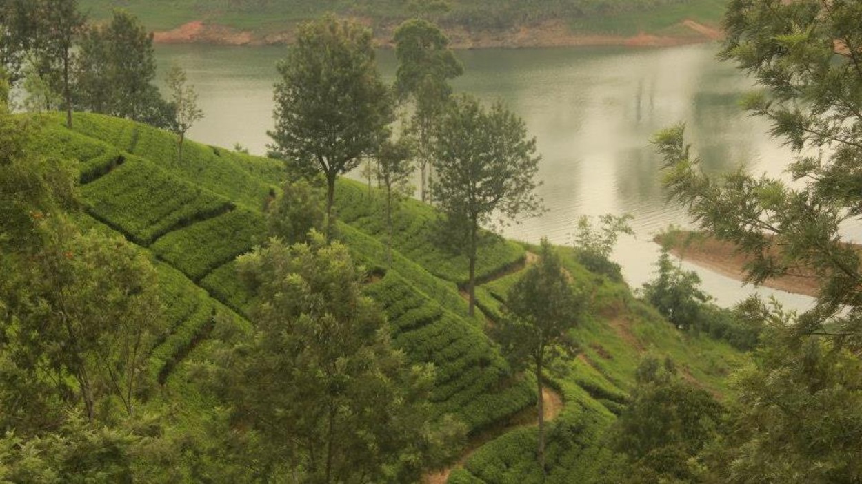 Des plantations de thé au Sri Lanka Des plantations de thé au Sri Lanka