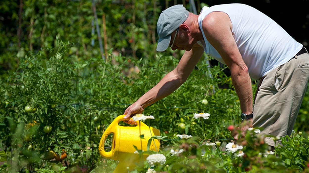 Un homme arrose ses plantes dans un jardin communautaire. Un homme arrose ses plantes dans un jardin communautaire.