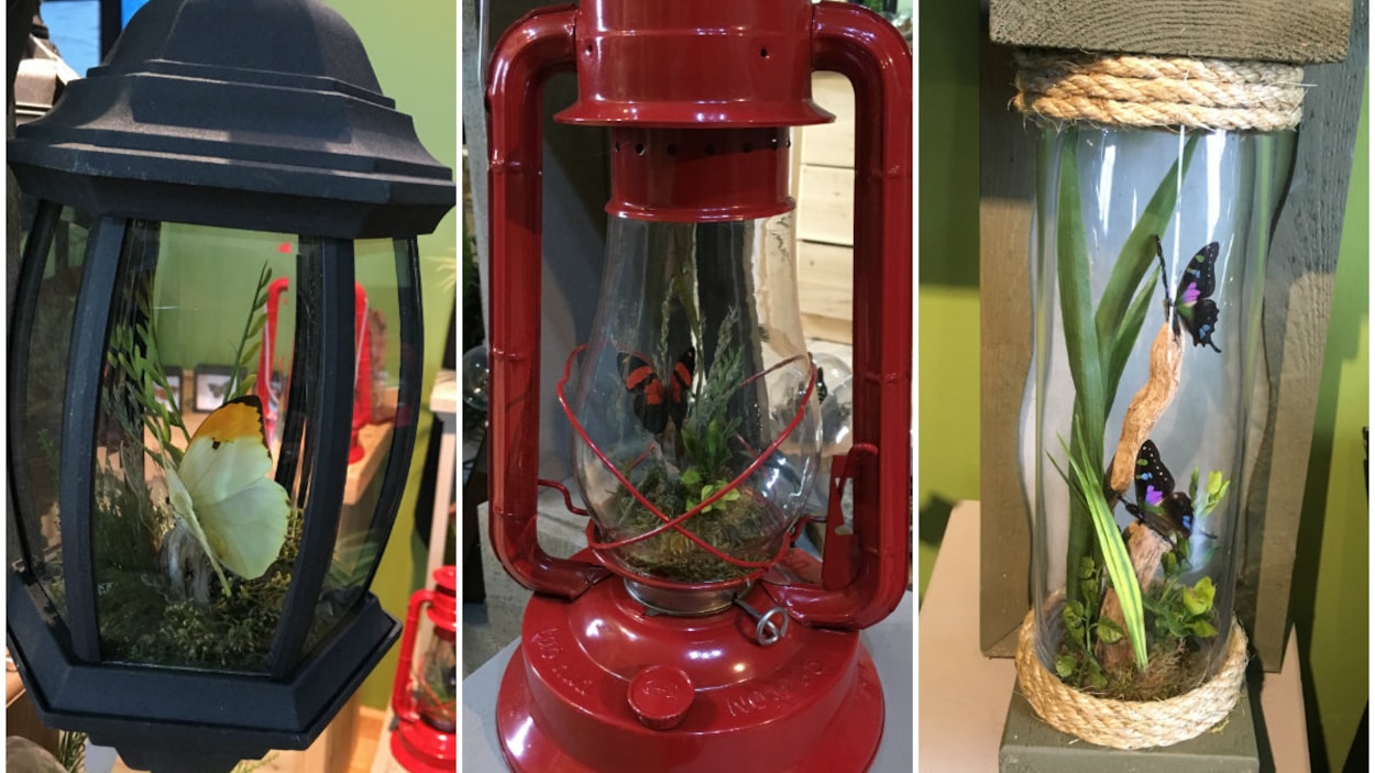 On voit une lampe et un fanal dans lesquels Guy Leblanc a inséré des papillons On voit une lampe et un fanal dans lesquels Guy Leblanc a inséré des papillons