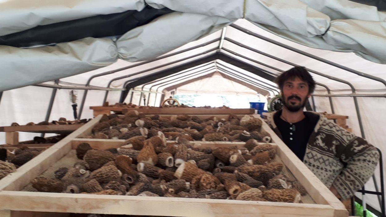 Ben Patarin, dans la tente de séchage où des morilles fraîchement cueillies sont entassées dans des caisses de bois. Ben Patarin, dans la tente de séchage où des morilles fraîchement cueillies sont entassées dans des caisses de bois.