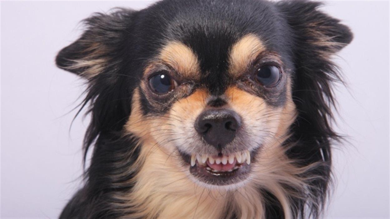 Un chihuahua qui montre les dents Un chihuahua qui montre les dents