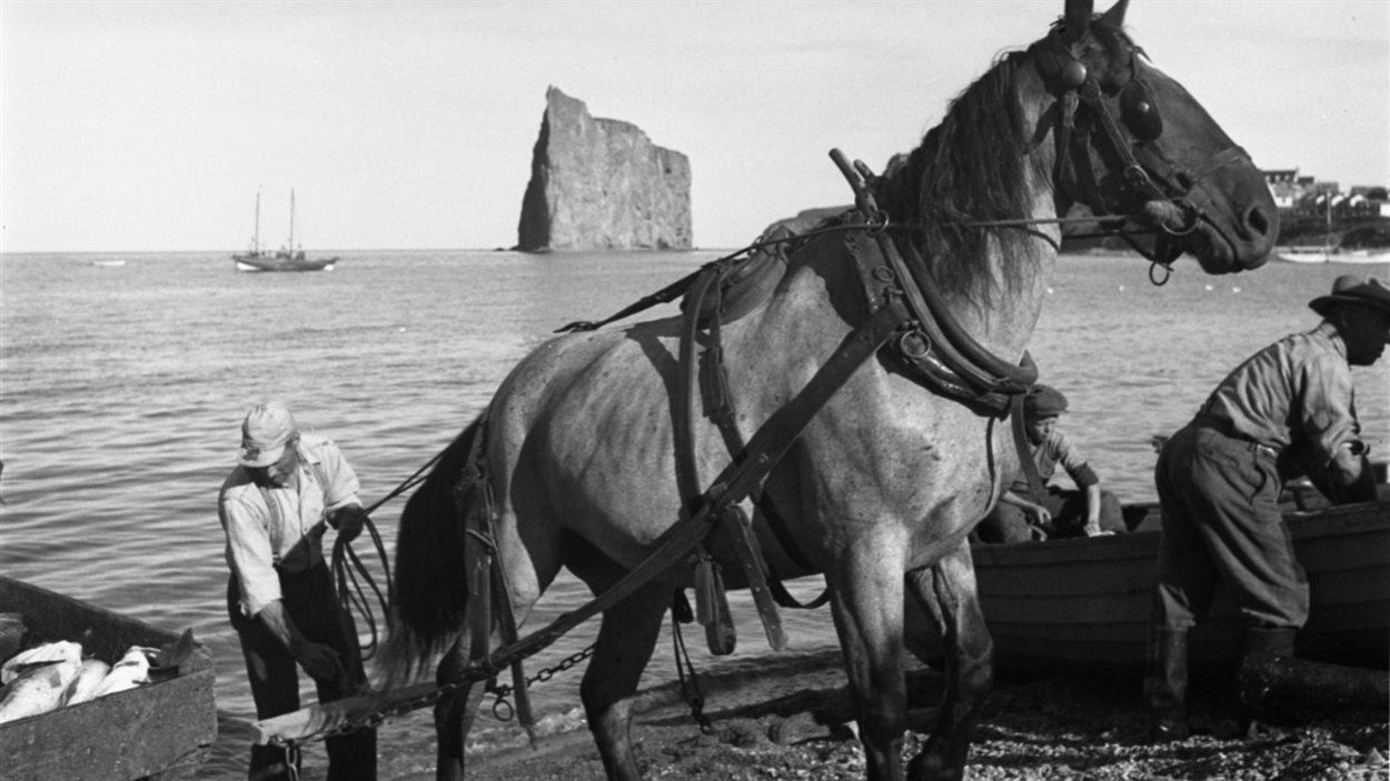Pêcheurs chargeant de la morue fraîche sur la grève, à Percé, été 1950. Pêcheurs chargeant de la morue fraîche sur la grève, à Percé, été 1950.