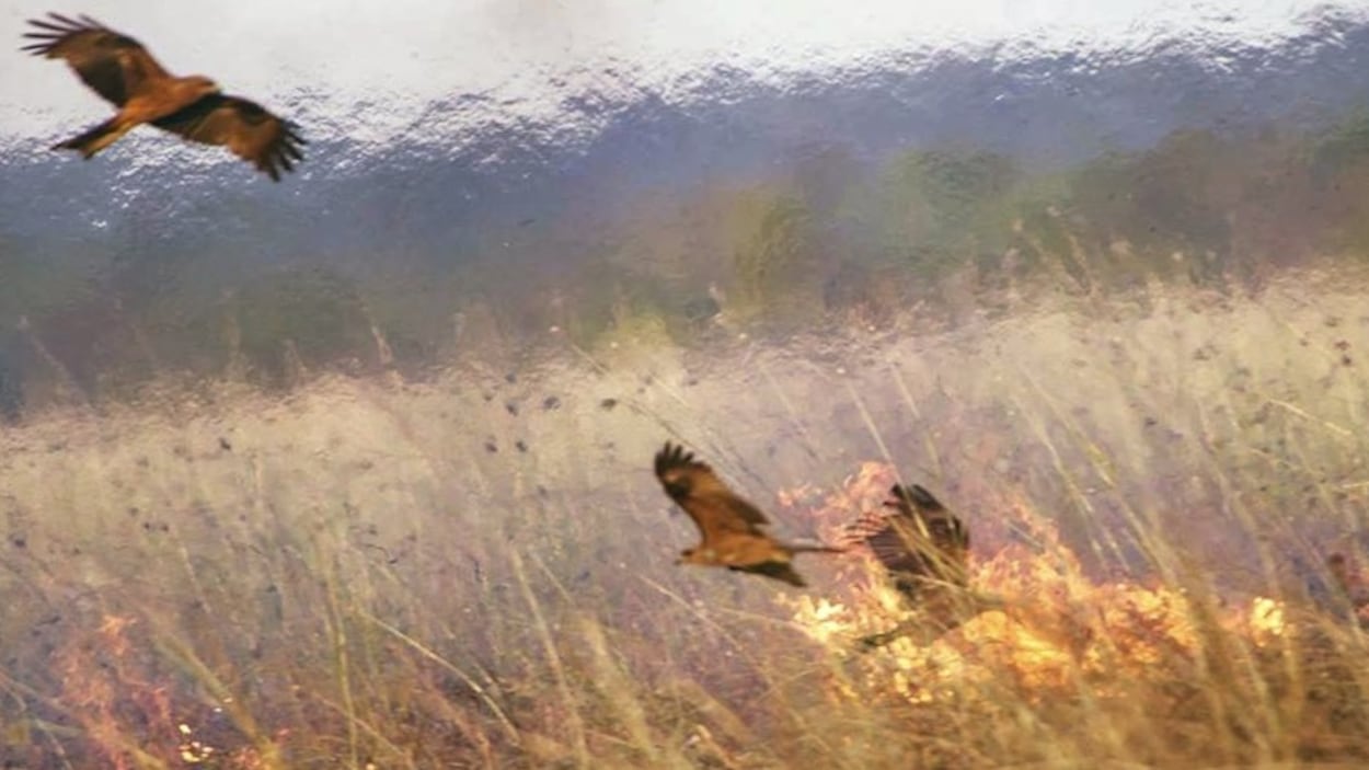 Oiseaux au coeur d'un feu de brousse qui trainent des tisons. Oiseaux au coeur d'un feu de brousse qui trainent des tisons.