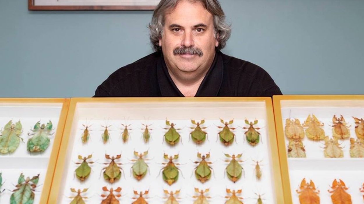 Stéphane Le Tirant pose derrière une vitrine présentant des insectes feuilles. Stéphane Le Tirant pose derrière une vitrine présentant des insectes feuilles.