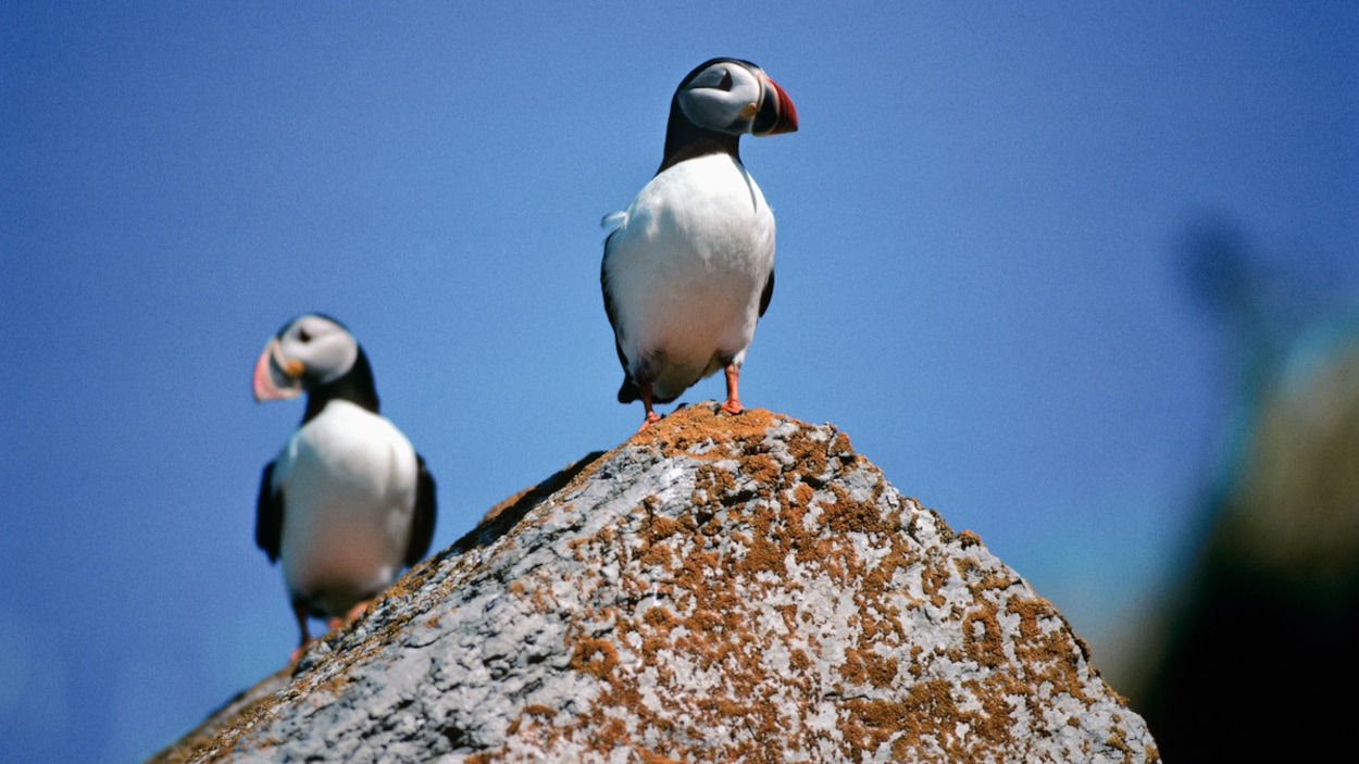 Les deux oiseaux sont sur un rocher. Les deux oiseaux sont sur un rocher.