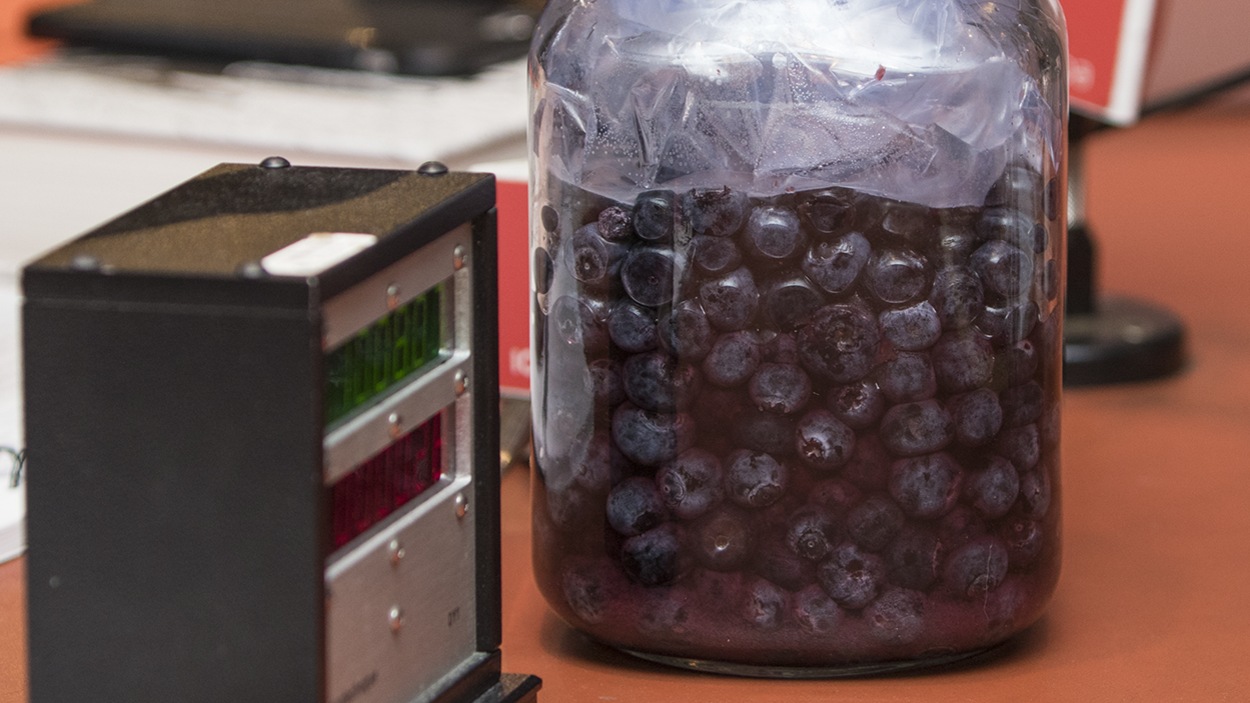 Un pot de bleuets fermentés à côté d'un minuteur de Radio-Canada. Un pot de bleuets fermentés à côté d'un minuteur de Radio-Canada.