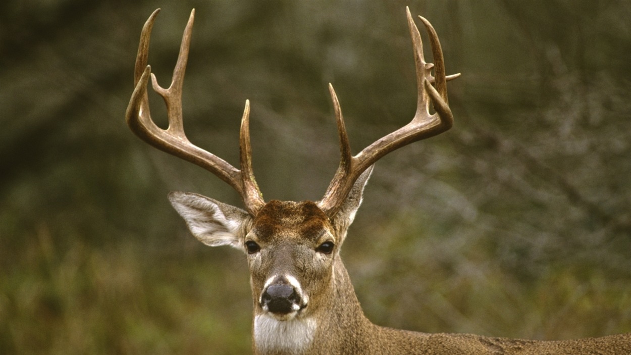Un cerf de Virginie Un cerf de Virginie