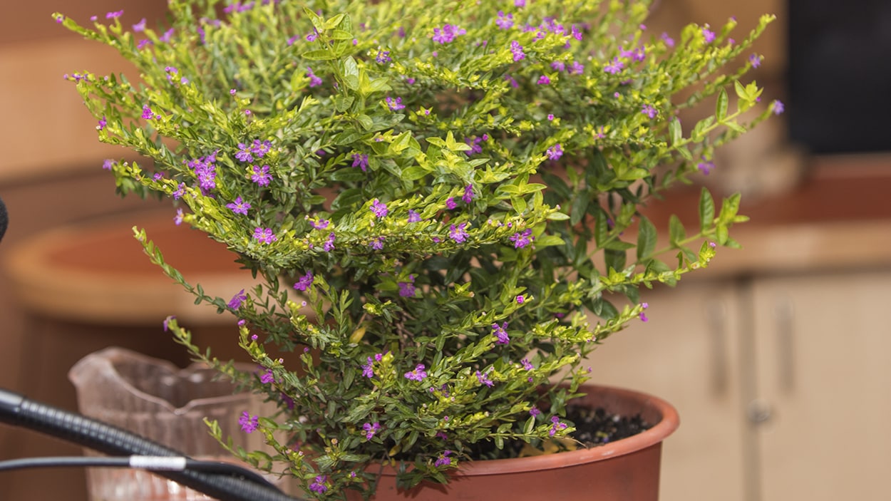 Un plant de cufea hyssopifolia. Un plant de cufea hyssopifolia.
