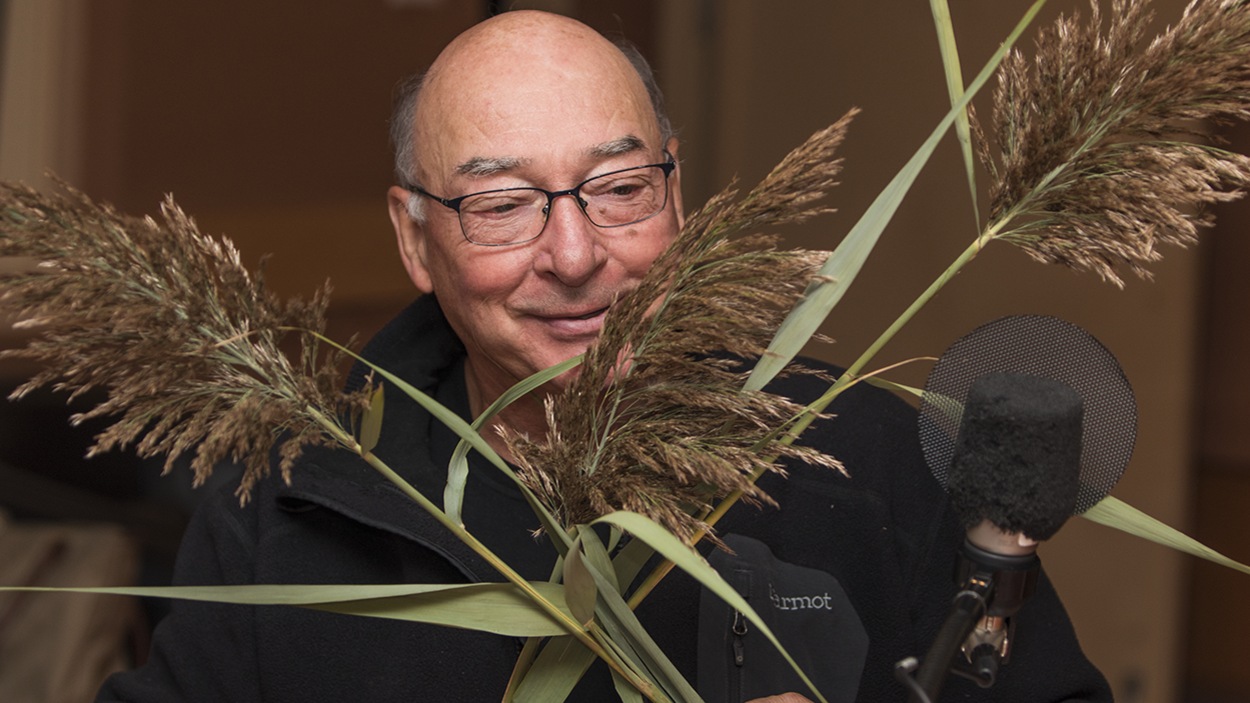 Pierre Gingras tenant trois phragmites. Pierre Gingras tenant trois phragmites.