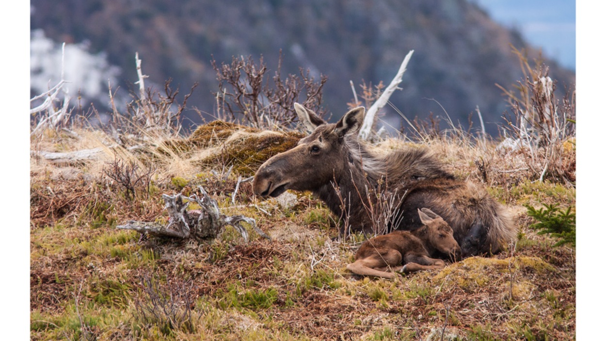 En 2009, Nicolas Bradette a photographié une femelle orignal et son petit, quelques instants après sa naissance, au sommet du mont Ernest-Laforce dans la parc national de la Gaspésie En 2009, Nicolas Bradette a photographié une femelle orignal et son petit, quelques instants après sa naissance, au sommet du mont Ernest-Laforce dans la parc national de la Gaspésie