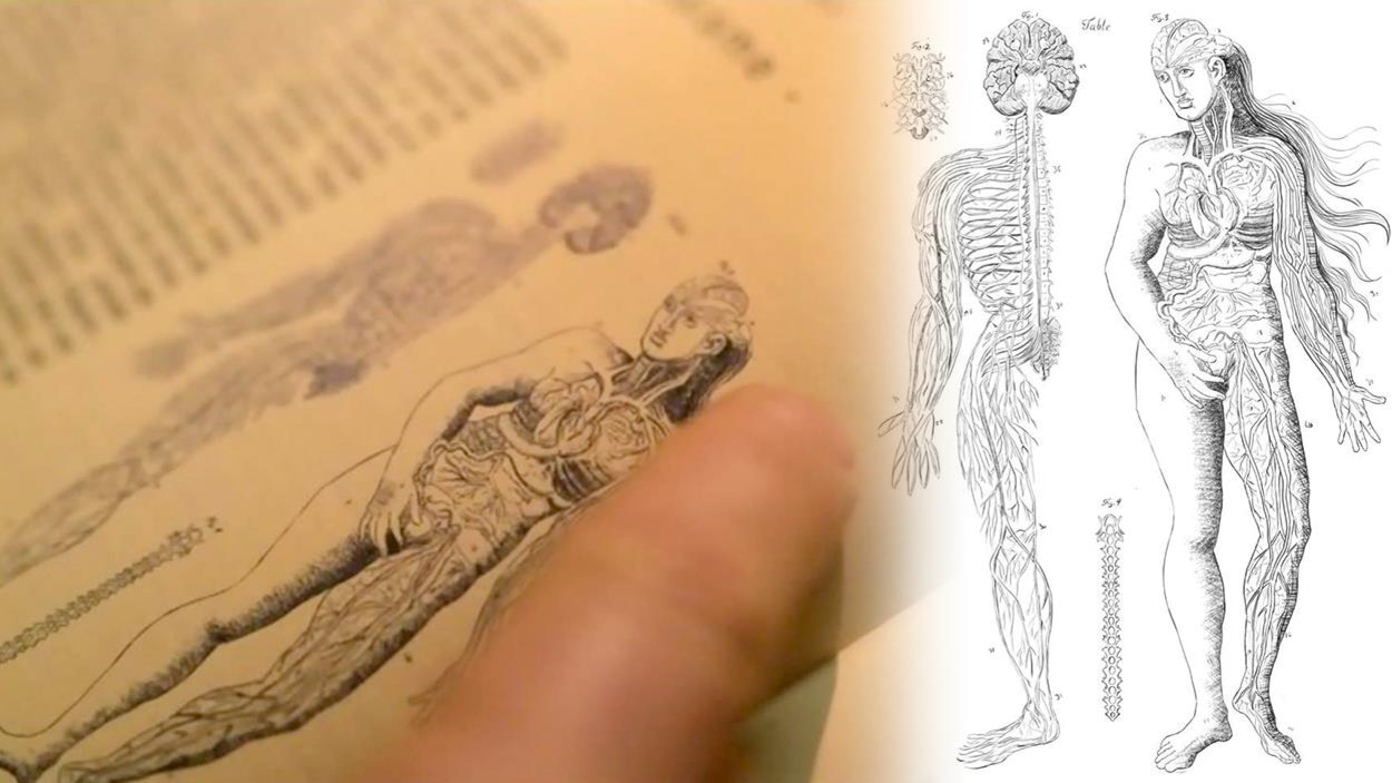 L'illustration du corps féminin dans un livre de médecine tirée d'une scène de la série Les pays d'en haut. L'illustration du corps féminin dans un livre de médecine tirée d'une scène de la série Les pays d'en haut.
