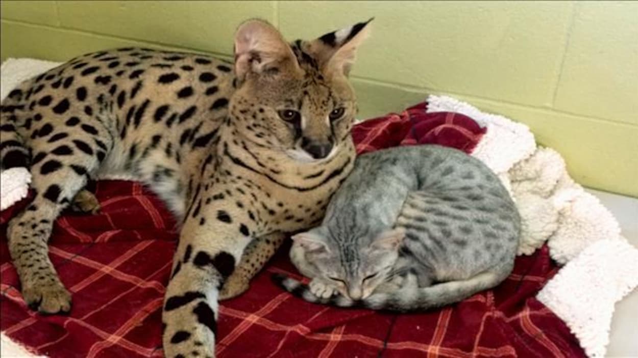 Deux chats sont couchés sur une couverture