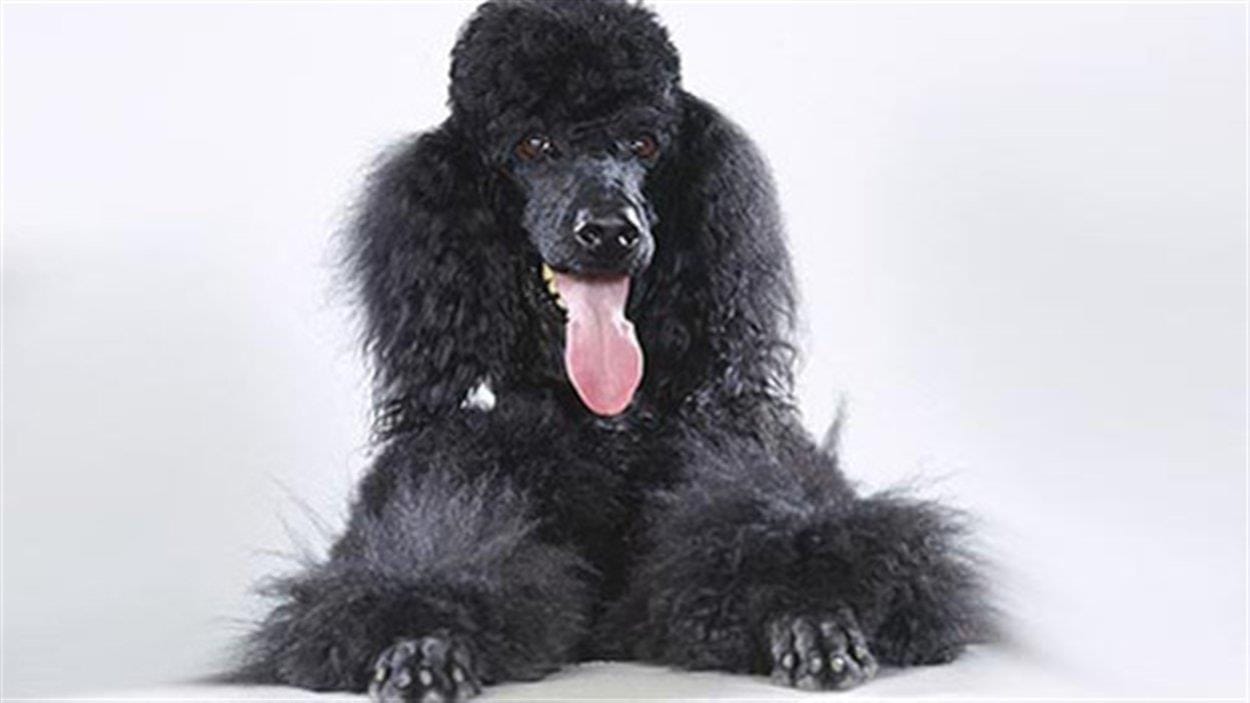 Le chien noir la langue pendue. Le chien noir la langue pendue.