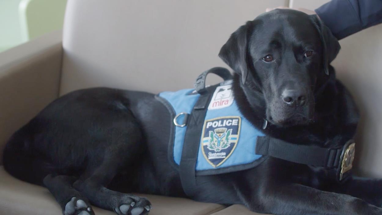 Un chien policier, mira. Un chien policier, mira.
