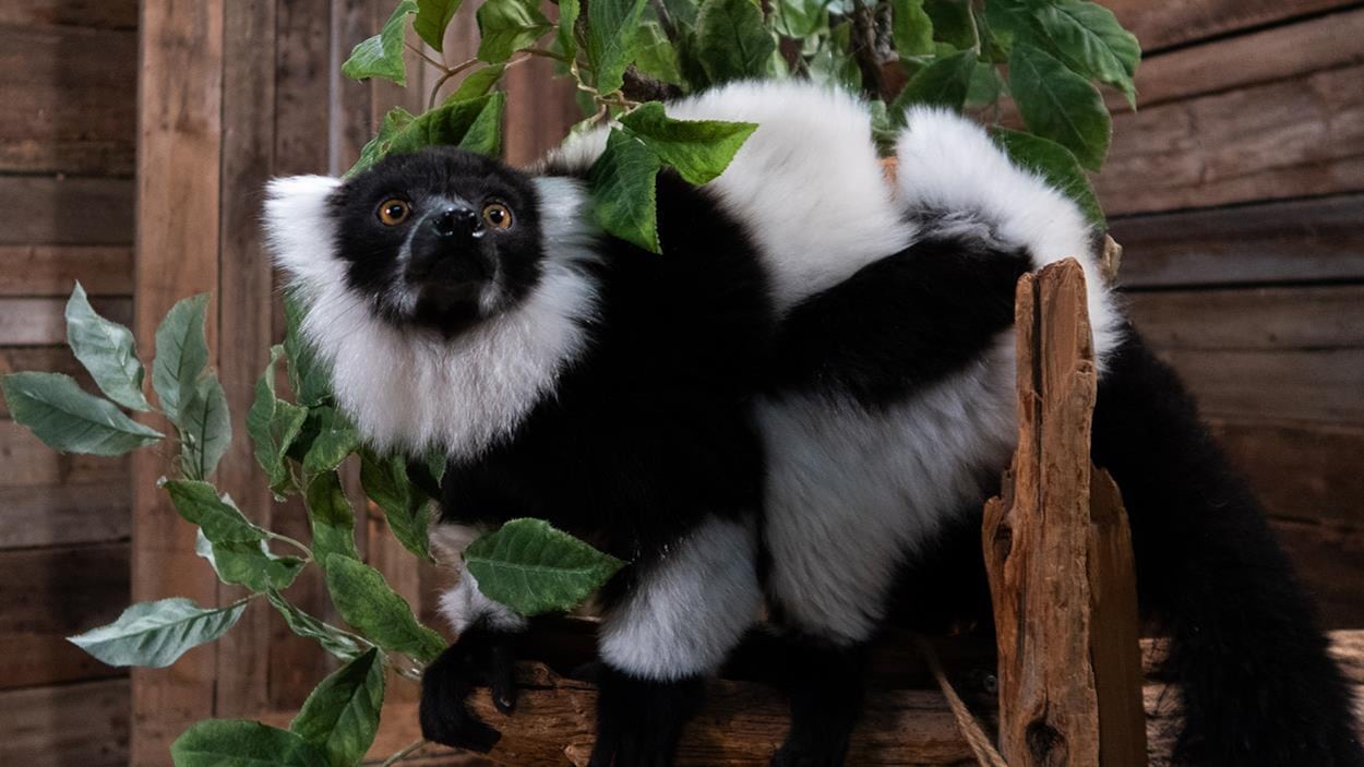 Un lémur vari noir et blanc sur une branche. Un lémur vari noir et blanc sur une branche.