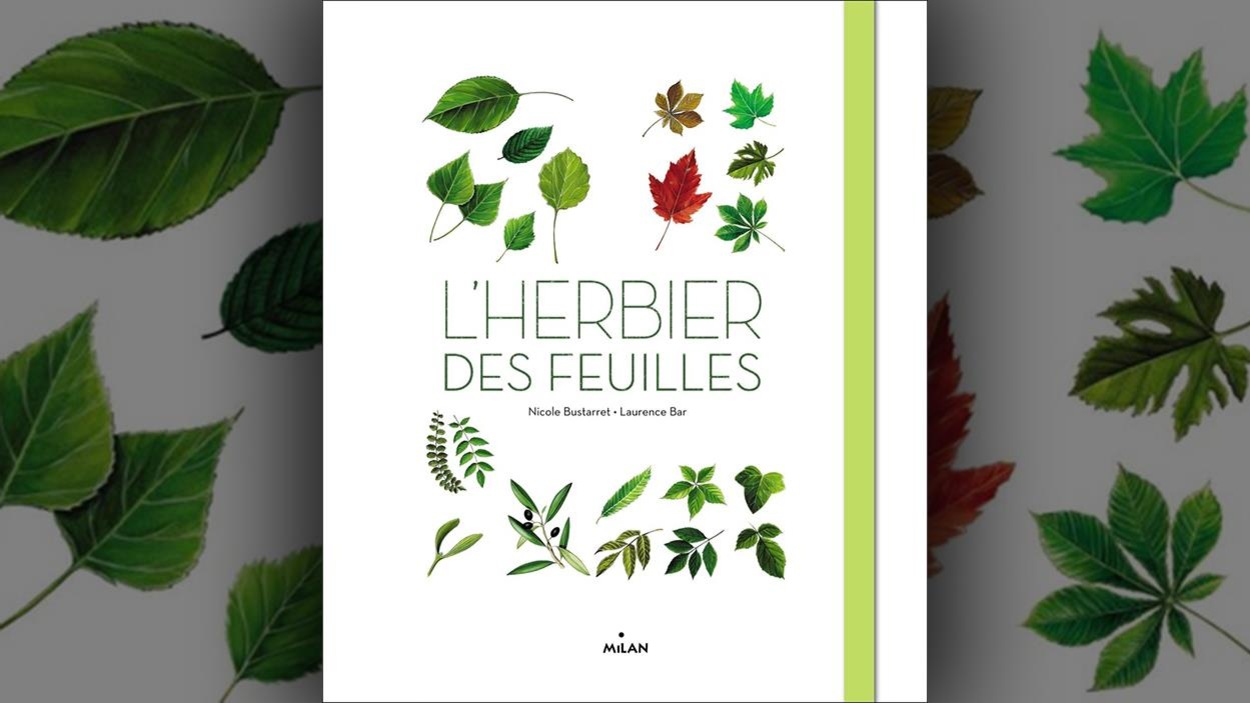 Couverture du livre L'herbier des feuilles illustrant différentes feuilles d'arbres. Couverture du livre L'herbier des feuilles illustrant différentes feuilles d'arbres.