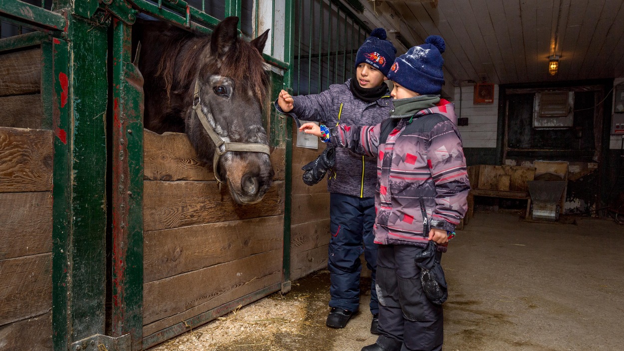 Les petits caressent la crinière du beau cheval noir Les petits caressent la crinière du beau cheval noir