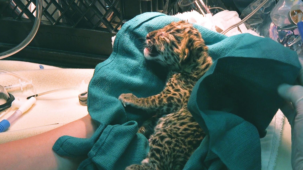 Milan, le nouveau bébé léopard de l’Amour du Zoo de Granby, est emmitouflé dans une couverture bleue tout juste après sa naissance. Milan, le nouveau bébé léopard de l’Amour du Zoo de Granby, est emmitouflé dans une couverture bleue tout juste après sa naissance.