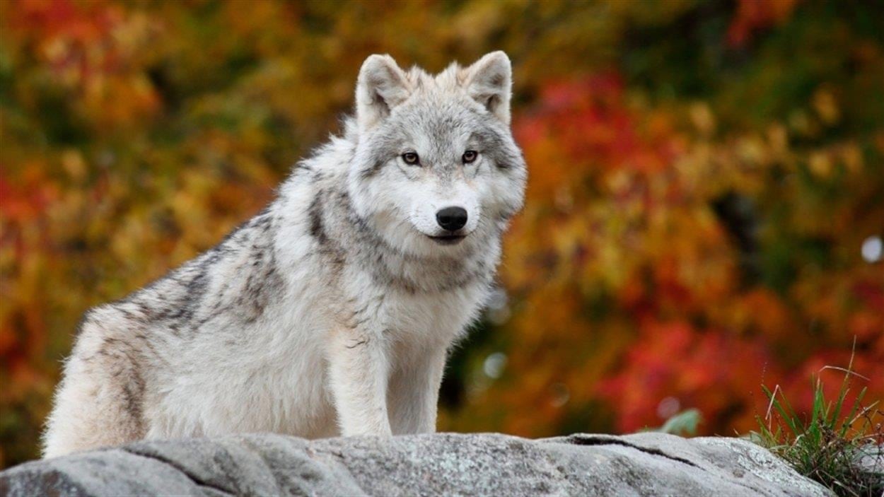 Dans une forêt aux feuilles colorées par l'automne, un loup se tient debout sur un rocher.
