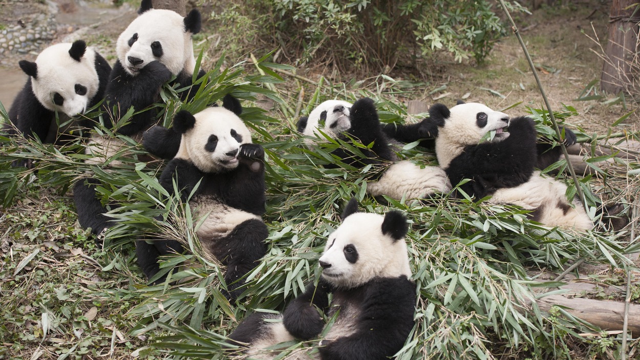 Sept pandas jouent et mangent des feuilles de bambou Sept pandas jouent et mangent des feuilles de bambou
