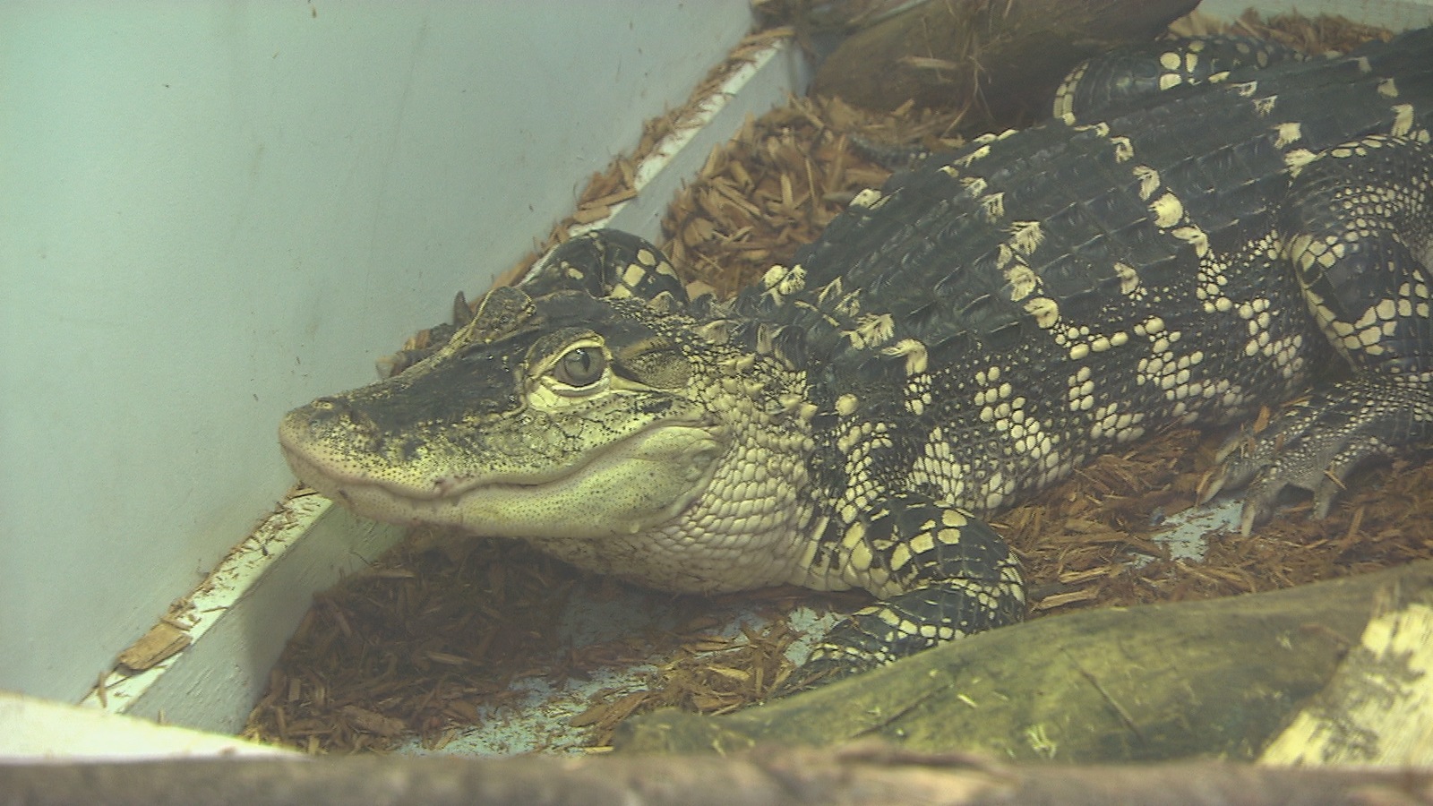 Alcide, un alligator de trois ans, était l'animal de compagnie d'un résident de Notre-Dame-des-Bois, jusqu'à tout dernièrement. Alcide, un alligator de trois ans, était l'animal de compagnie d'un résident de Notre-Dame-des-Bois, jusqu'à tout dernièrement.