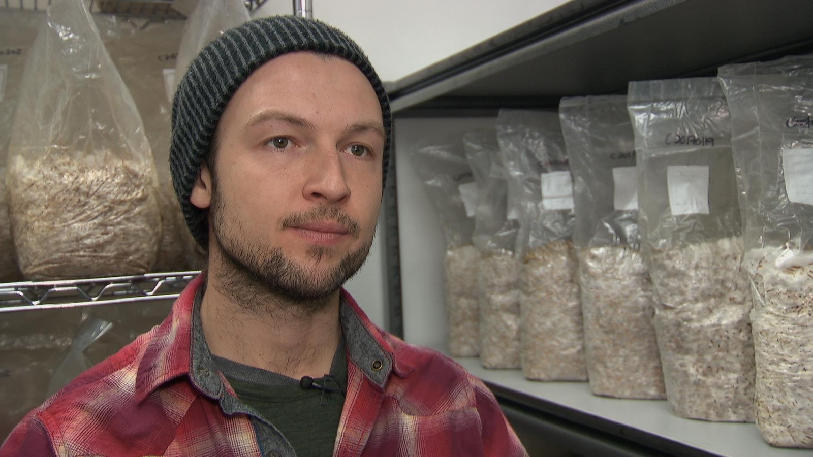 Alexandre Veillette est dans le laboratoire de La Pleurotière. Des sacs de grains d'avoine sont en voie d'être colonisés par le Mycélium. Alexandre Veillette est dans le laboratoire de La Pleurotière. Des sacs de grains d'avoine sont en voie d'être colonisés par le Mycélium.