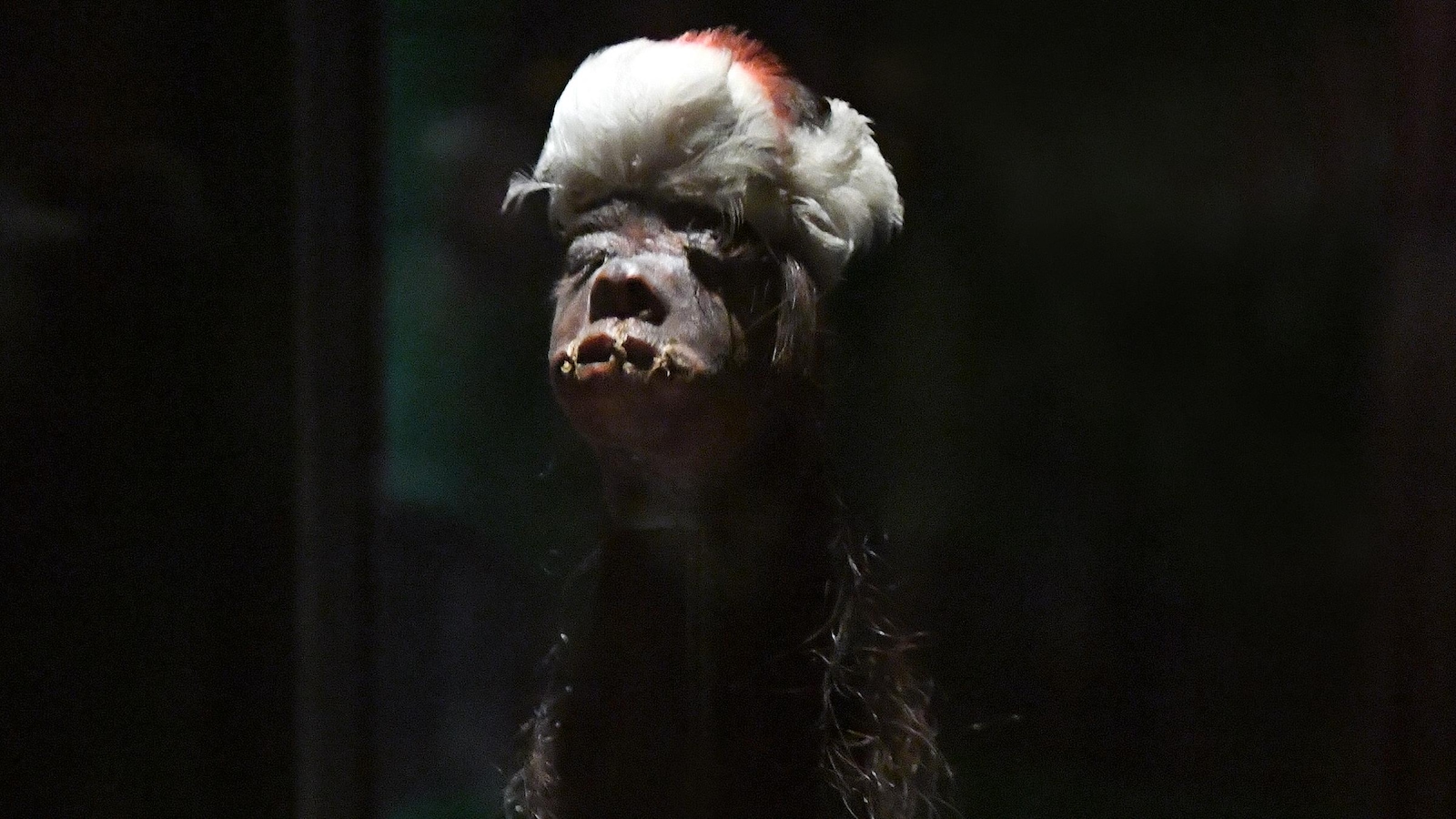 Tsantsa (tête réduite), préparée autrefois par les « Jivaro ». Coton, plumes, tête humaine avec chevelure. Pérou ou Équateur. Musées royaux d’Art et d’Histoire, Bruxelles, Belgique Tsantsa (tête réduite), préparée autrefois par les « Jivaro ». Coton, plumes, tête humaine avec chevelure. Pérou ou Équateur. Musées royaux d’Art et d’Histoire, Bruxelles, Belgique