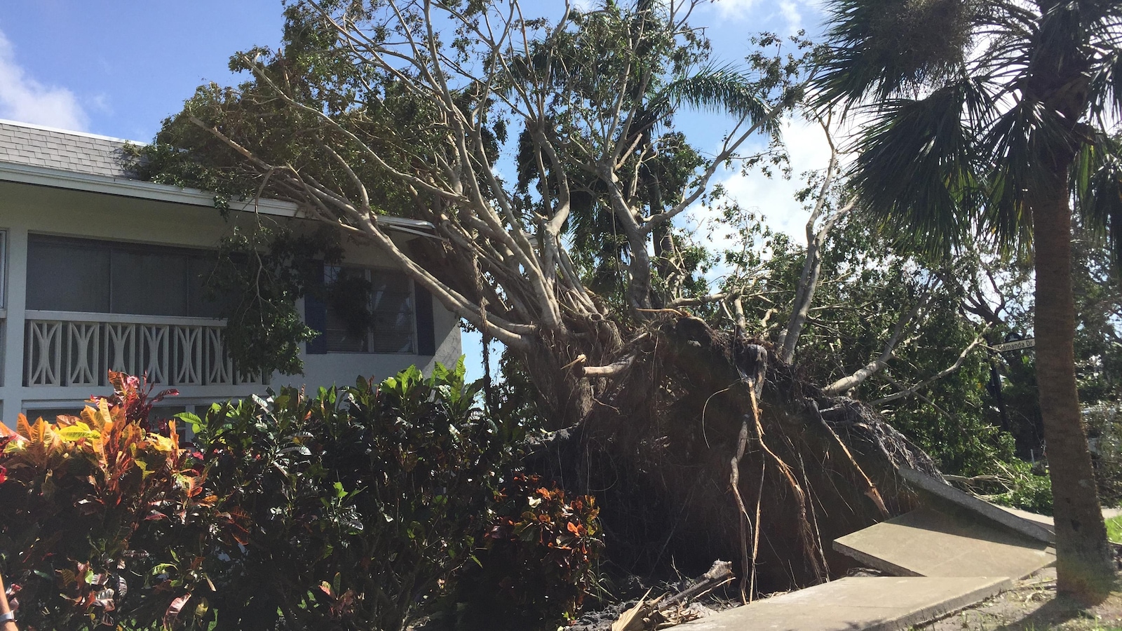 Un arbre déraciné, à Naples. Un arbre déraciné, à Naples.