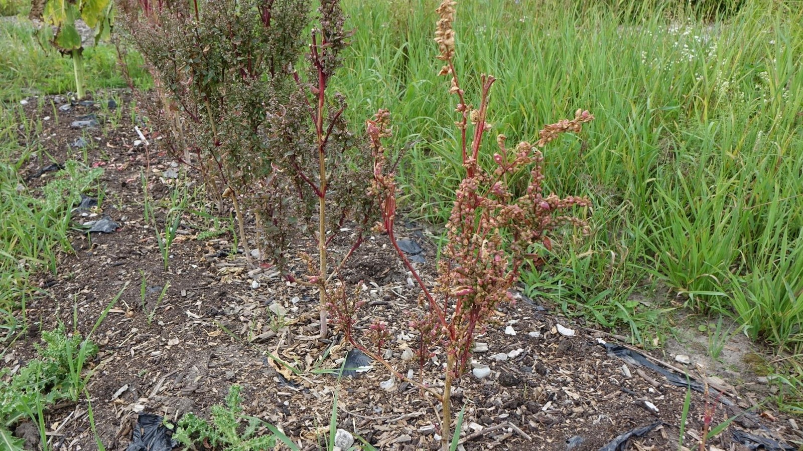 La photo montre un gros plan sur une plante haute dont les tiges tirent sur le rouge. La photo montre un gros plan sur une plante haute dont les tiges tirent sur le rouge.