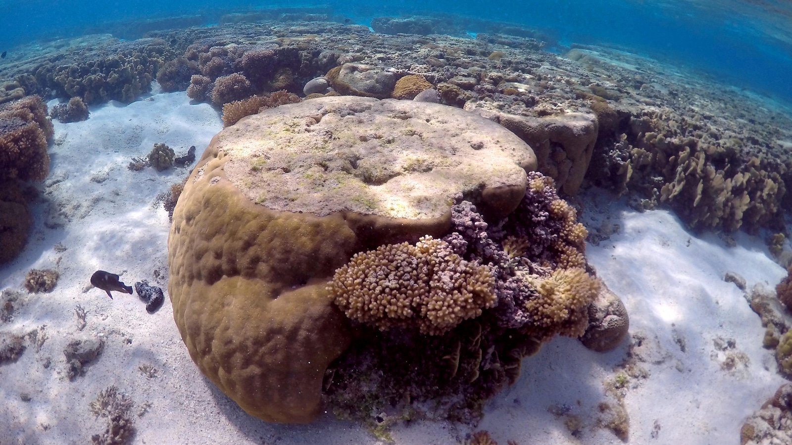La Grande Barrière de corail australienne La Grande Barrière de corail australienne