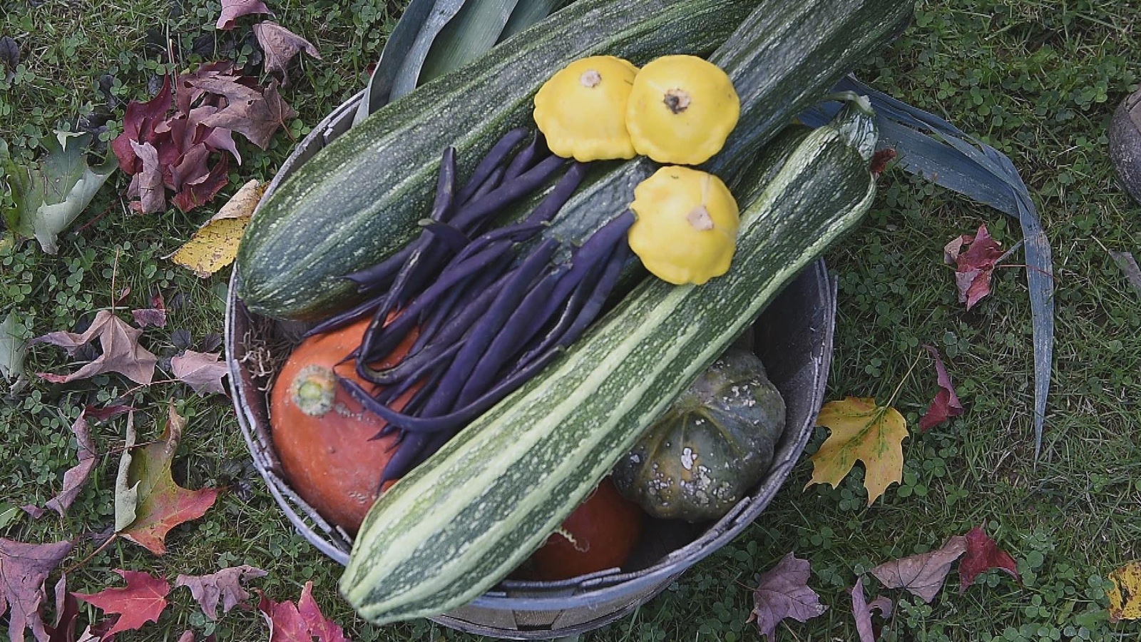 La production de légumes est variée et abondante. La production de légumes est variée et abondante.