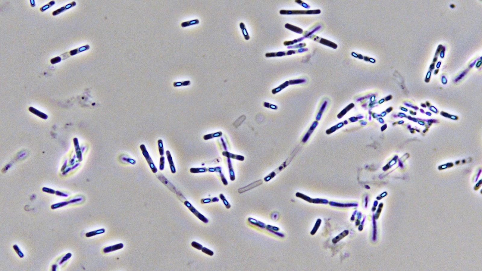 Bactéries au microscope. Bactéries au microscope.