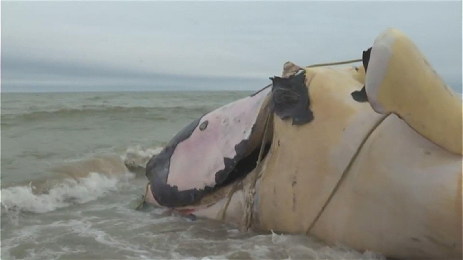 La carcasse de la baleine noire transportée à Miscou est entourée de cordages.