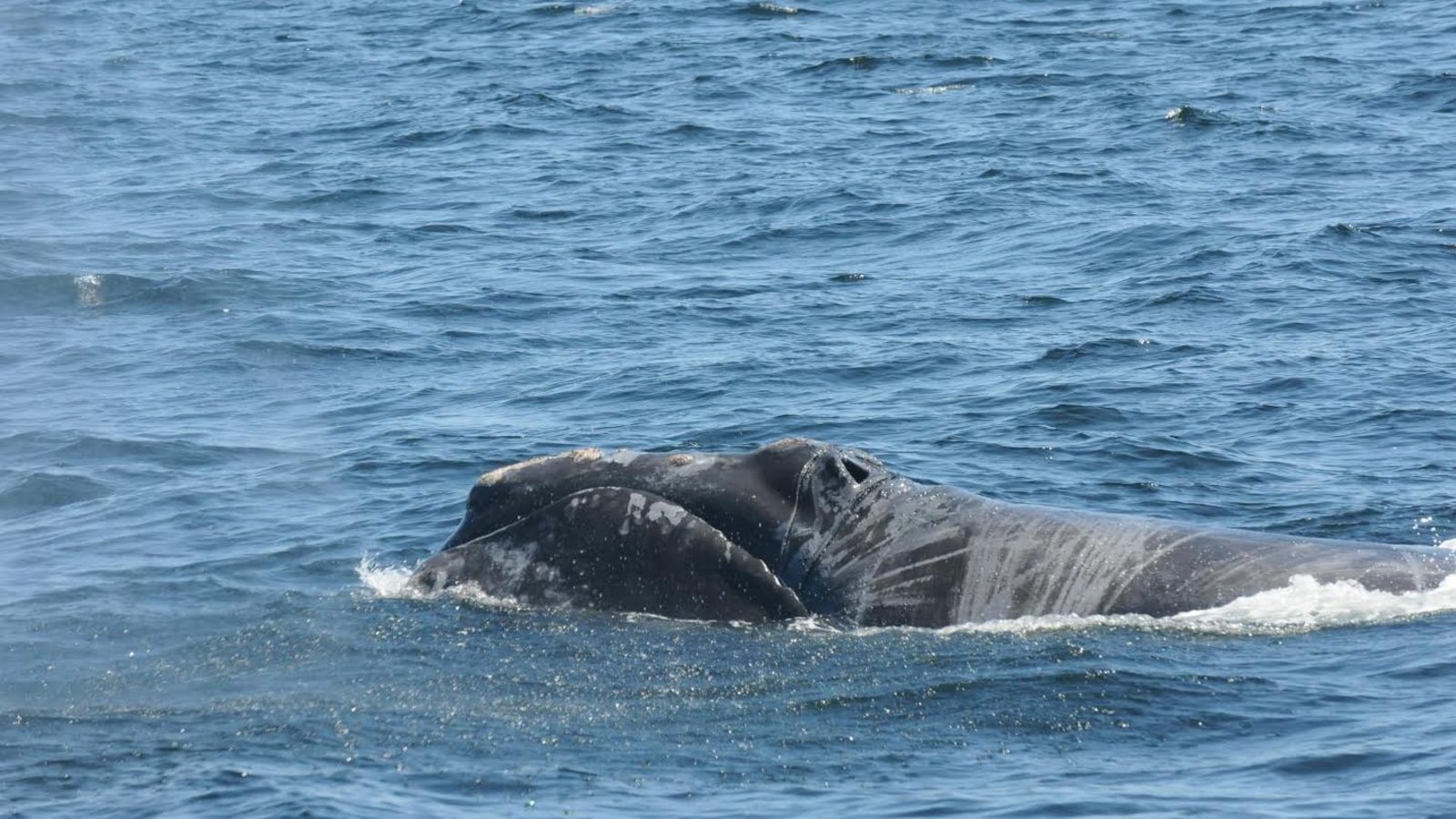 Une baleine noire blessée à la surface de l'océan Une baleine noire blessée à la surface de l'océan