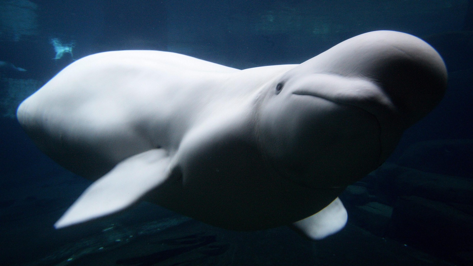 Aurora est morte peu de temps après sa fille Qila au mois de novembre 2016, à l’Aquarium de Vancouver. Aurora est morte peu de temps après sa fille Qila au mois de novembre 2016, à l’Aquarium de Vancouver.