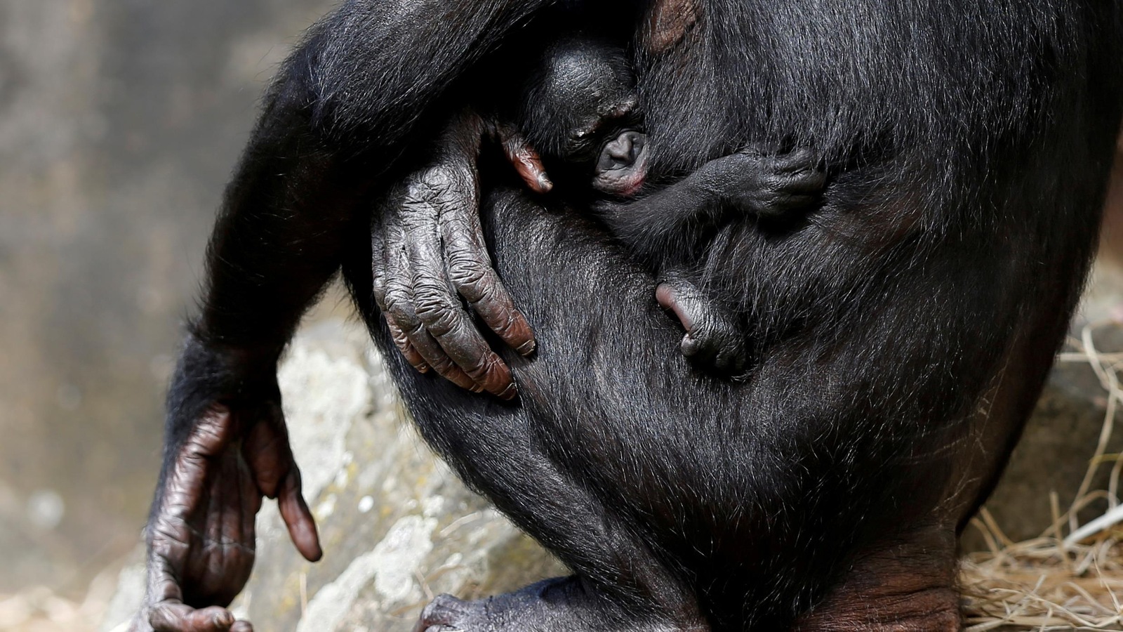 Un singe et son petit Un singe et son petit